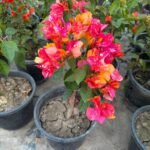 Adarna Bougainvillea Plant – Rare Multi-Color Flowering Climber for Home Garden | Uglaoo - Image 2