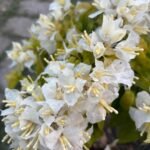 Albino White Bougainvillea Plant – Ultra Rare Pure White Flowering Climber | Uglaoo - Image 2