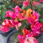 Adarna Bougainvillea Plant – Rare Multi-Color Flowering Climber for Home Garden | Uglaoo - Image 3
