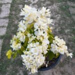 Albino White Bougainvillea Plant – Ultra Rare Pure White Flowering Climber | Uglaoo - Image 11