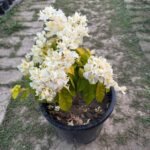 Albino White Bougainvillea Plant – Ultra Rare Pure White Flowering Climber | Uglaoo - Image 12