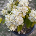 Albino White Bougainvillea Plant – Ultra Rare Pure White Flowering Climber | Uglaoo - Image 10