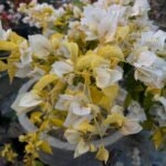 Albino White Bougainvillea Plant – Ultra Rare Pure White Flowering Climber | Uglaoo - Image 4