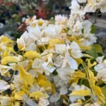 Albino White Bougainvillea Plant – Ultra Rare Pure White Flowering Climber | Uglaoo