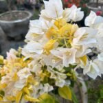 Albino White Bougainvillea Plant – Ultra Rare Pure White Flowering Climber | Uglaoo - Image 6