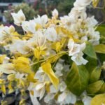Albino White Bougainvillea Plant – Ultra Rare Pure White Flowering Climber | Uglaoo - Image 5