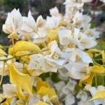 Albino White Bougainvillea Plant – Ultra Rare Pure White Flowering Climber | Uglaoo - Image 8