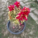 Dragon Flame Bougainvillea Plant – Fiery Red-Orange Flowering Climber for Home Garden | Uglaoo - Image 3