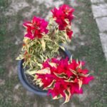 Dragon Flame Bougainvillea Plant – Fiery Red-Orange Flowering Climber for Home Garden | Uglaoo - Image 2