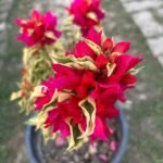 Dragon Flame Bougainvillea Plant – Fiery Red-Orange Flowering Climber for Home Garden | Uglaoo