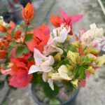 Chitra Monduring Bougainvillea Plant – Multicolor Flowering Climber for Home Garden | Uglaoo - Image 5
