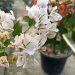 Chitra Monduring Bougainvillea Plant – Multicolor Flowering Climber for Home Garden | Uglaoo - Image 2