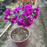 Buttercup Bougainvillea Plant – Golden Yellow Flowering Climber for Home Garden | Uglaoo - Image 3