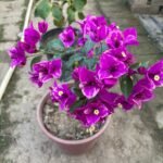 Buttercup Bougainvillea Plant – Golden Yellow Flowering Climber for Home Garden | Uglaoo - Image 2