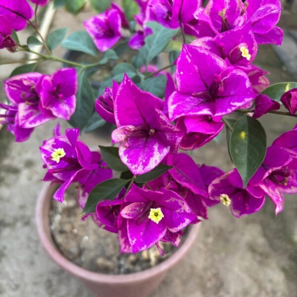 Buttercup Bougainvillea Plant – Golden Yellow Flowering Climber for Home Garden | Uglaoo