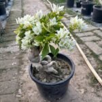 Rare White Bougainvillea Plant – Elegant White Flowering Climber for Home Garden | Uglaoo