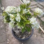 Rare White Bougainvillea Plant – Elegant White Flowering Climber for Home Garden | Uglaoo - Image 3