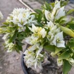 Rare White Bougainvillea Plant – Elegant White Flowering Climber for Home Garden | Uglaoo - Image 2