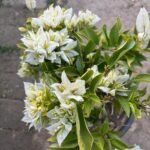 Rare White Bougainvillea Plant – Elegant White Flowering Climber for Home Garden | Uglaoo - Image 4