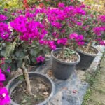 Royal Purple Bougainvillea Plant – Deep Purple Flowering Climber for Home Garden | Uglaoo - Image 4