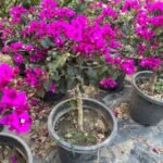 Royal Purple Bougainvillea Plant – Deep Purple Flowering Climber for Home Garden | Uglaoo - Image 3