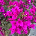 Royal Purple Bougainvillea Plant – Deep Purple Flowering Climber for Home Garden | Uglaoo