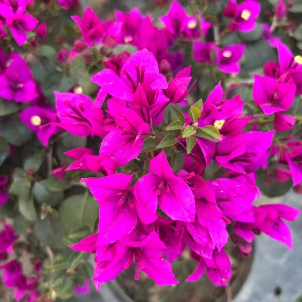Royal Purple Bougainvillea Plant – Deep Purple Flowering Climber for Home Garden | Uglaoo