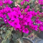 Royal Purple Bougainvillea Plant – Deep Purple Flowering Climber for Home Garden | Uglaoo - Image 2