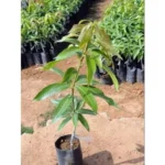 Xishi Mango Plant – Rare Exotic Sweet Mango Tree for Home Garden | Uglaoo - Image 7