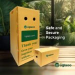 Rajnigandha Multipetals Tuberose Flower Bulbs (Polianthes Tuberosa) – Pack of 20 | Uglaoo - Image 7