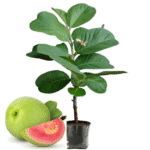 Red Diamond Guava Plant – Premium Sweet Red-Flesh Guava Tree for Home Garden | Uglaoo - Image 5