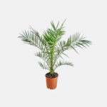Arabian Variety Khajoor Plant – Premium Date Palm Tree for Home Garden & Farm | Uglaoo - Image 4