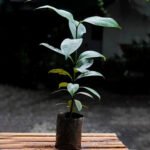 Mangosteen Fruit Plant – Queen of Tropical Fruits Tree for Home Garden | Uglaoo - Image 5