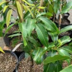 Gold Parsimon Mango Plant – Premium Golden Sweet Mango Tree for Home Garden | Uglaoo - Image 5