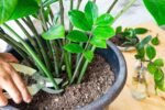 ZZ Plant (Zamioculcas Zamiifolia) – Low Maintenance Indoor Air Purifying Plant With Pot | Uglaoo - Image 6