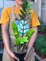 ZZ Plant (Zamioculcas Zamiifolia) – Low Maintenance Indoor Air Purifying Plant With Pot | Uglaoo - Image 7