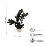 Black ZZ Plant (Raven ZZ) – Low Maintenance Indoor Air Purifying Plant | Uglaoo - Image 5