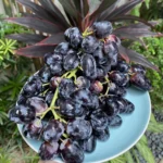 Black Grapes Plant – Sweet Juicy Seedless Grape Vine for Home Garden | Uglaoo - Image 4