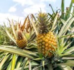 Pineapple Plant (Anarash) – Sweet Tropical Fruit Plant for Home Garden & Balcony | Uglaoo - Image 2