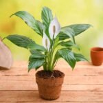Peace Lily Plant (Spathiphyllum) – Air Purifying Indoor Flowering Plant | Uglaoo - Image 2