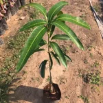 Red Ivory Mango Plant – Rare Red Sweet Mango Tree for Home Garden | Uglaoo - Image 5