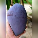 Yuwen 6 Mango Plant – Premium Exotic Mango Variety for Home Garden | Uglaoo