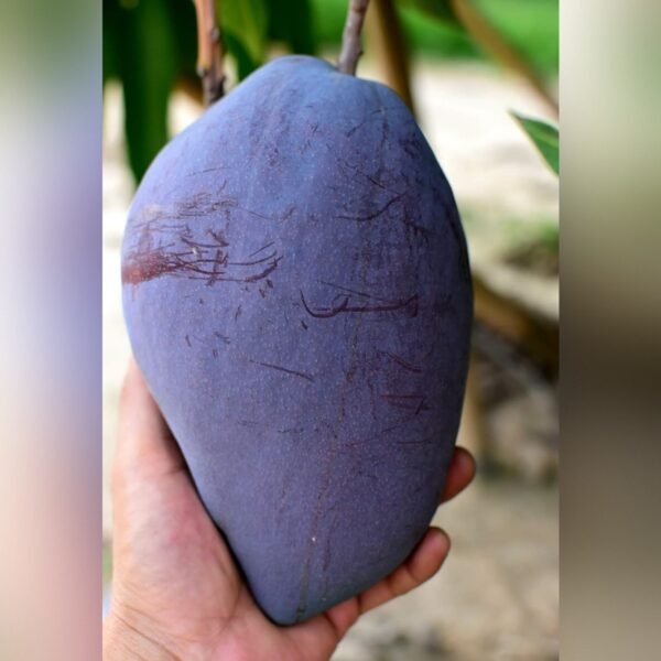 Yuwen 6 Mango Plant – Premium Exotic Mango Variety for Home Garden | Uglaoo