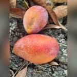 Guifei Mango Plant – Premium Exotic Sweet Mango Tree for Home Garden | Uglaoo