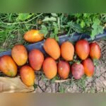 Guifei Mango Plant – Premium Exotic Sweet Mango Tree for Home Garden | Uglaoo - Image 7