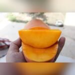 Guifei Mango Plant – Premium Exotic Sweet Mango Tree for Home Garden | Uglaoo - Image 6