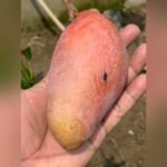 Guifei Mango Plant – Premium Exotic Sweet Mango Tree for Home Garden | Uglaoo - Image 3