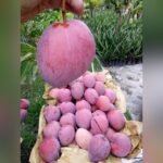 Hongzu Mango Plant – Exotic Red Sweet Mango Tree for Home Garden | Uglaoo - Image 8