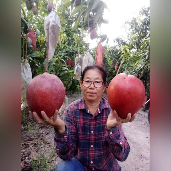 Hongzu Mango Plant – Exotic Red Sweet Mango Tree for Home Garden | Uglaoo