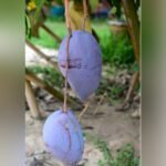 Yuwen 6 Mango Plant – Premium Exotic Mango Variety for Home Garden | Uglaoo - Image 4